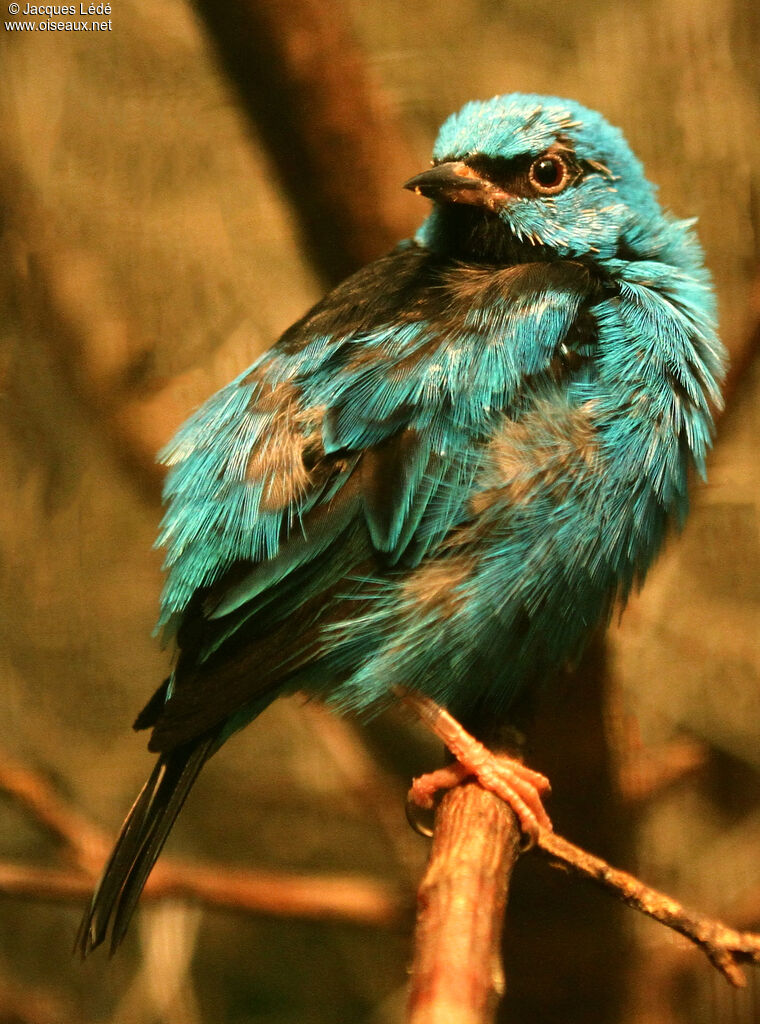 Dacnis bleu