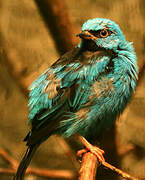 Blue Dacnis