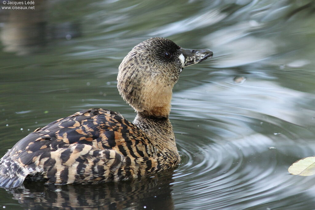 White-backed Duck