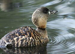 White-backed Duck