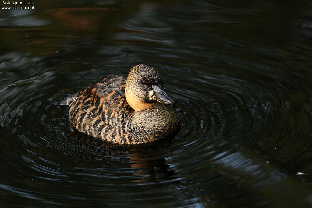 White-backed Duck