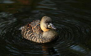 White-backed Duck