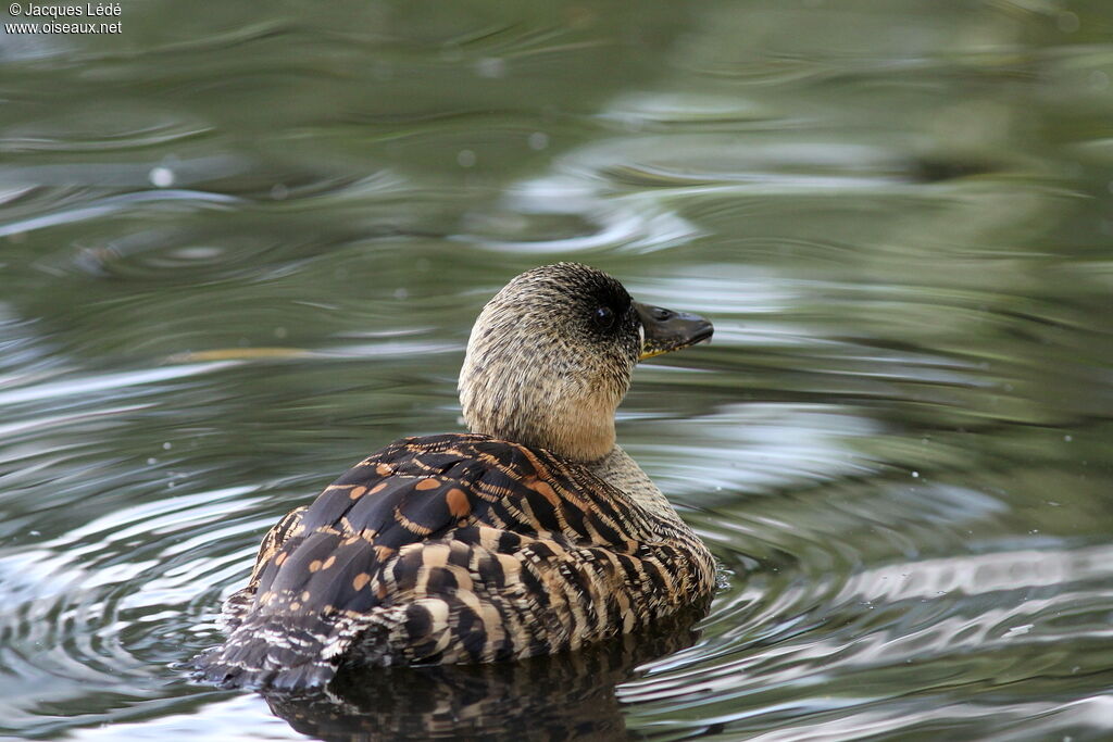 White-backed Duck