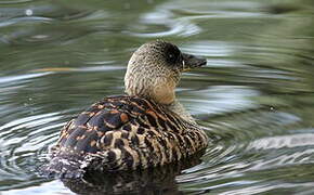 White-backed Duck