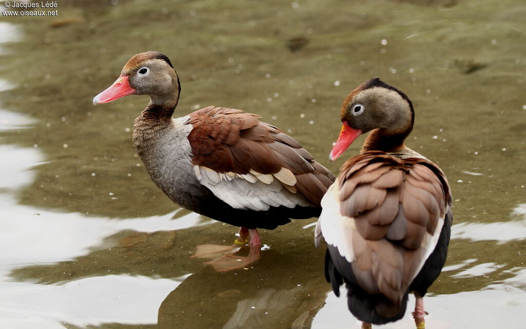 Dendrocygne à ventre noir