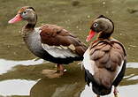 Dendrocygne à ventre noir