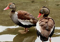 Black-bellied Whistling Duck