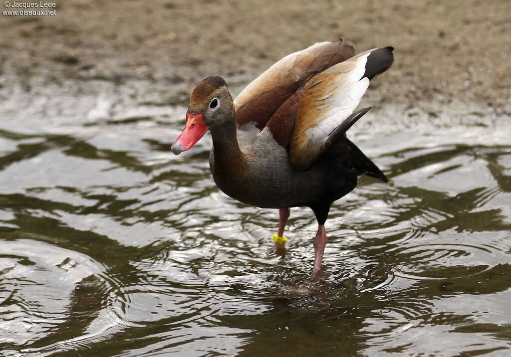 Dendrocygne à ventre noir