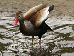 Dendrocygne à ventre noir