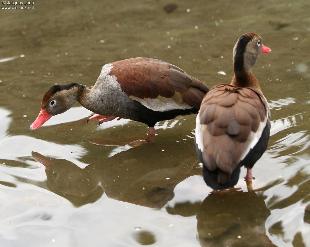 Dendrocygne à ventre noir