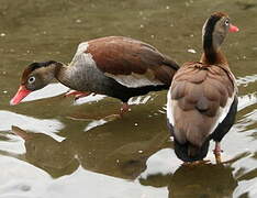 Black-bellied Whistling Duck