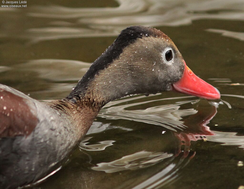 Dendrocygne à ventre noir