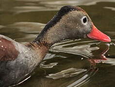 Dendrocygne à ventre noir