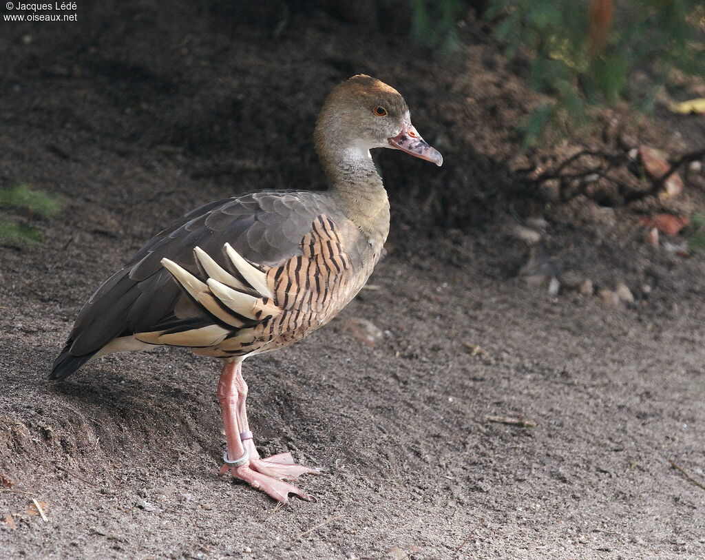 Plumed Whistling Duck