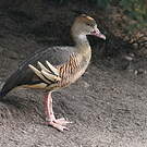 Dendrocygne d'Eyton