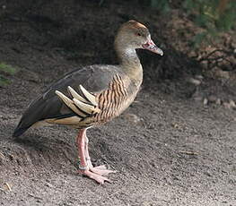 Dendrocygne d'Eyton