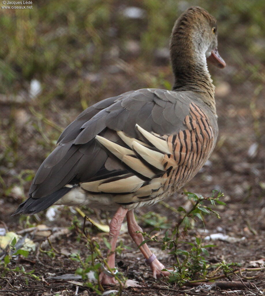 Plumed Whistling Duck