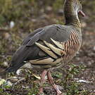 Dendrocygne d'Eyton