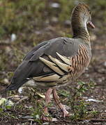 Plumed Whistling Duck