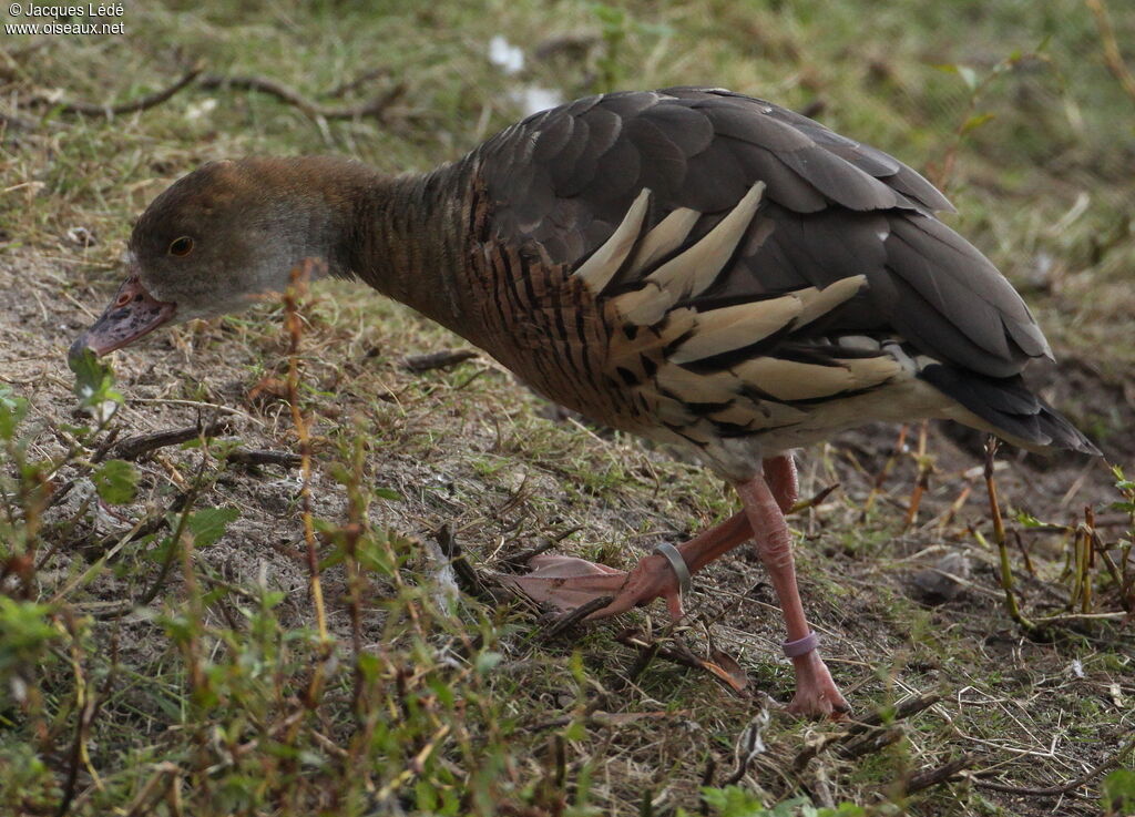 Plumed Whistling Duck