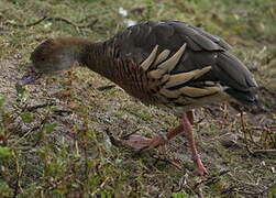 Plumed Whistling Duck