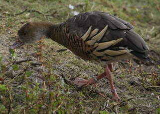 Dendrocygne d'Eyton