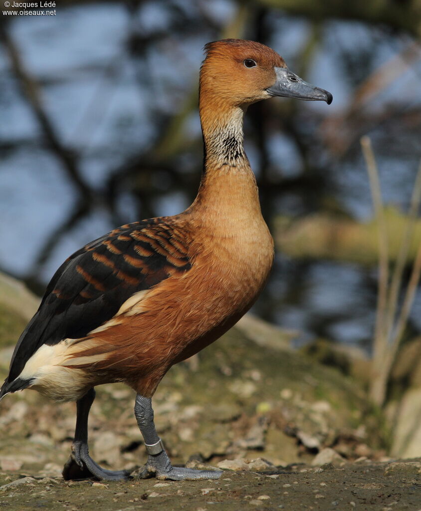 Fulvous Whistling Duck