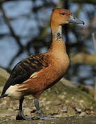 Fulvous Whistling Duck