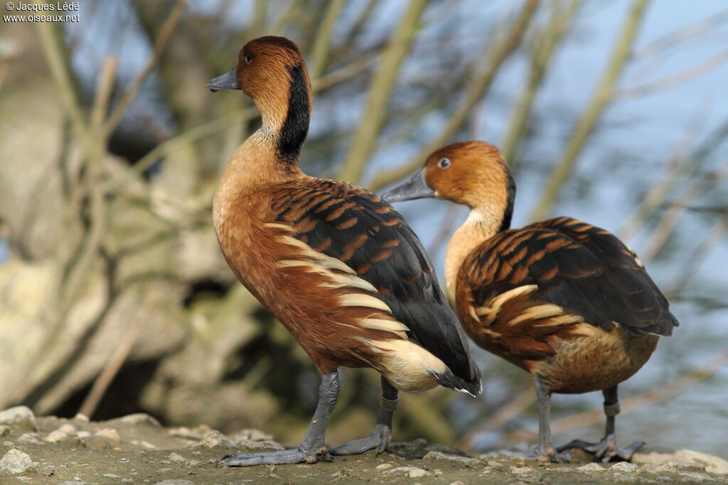 Fulvous Whistling Duck