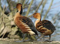 Dendrocygne fauve