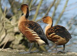 Fulvous Whistling Duck