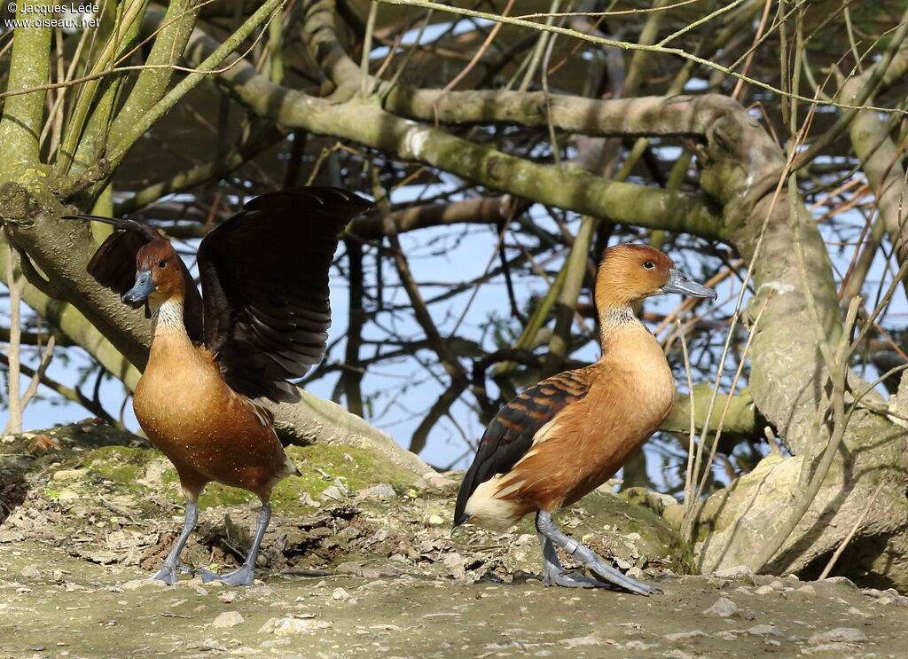 Fulvous Whistling Duck