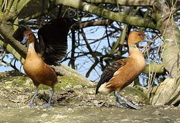 Fulvous Whistling Duck