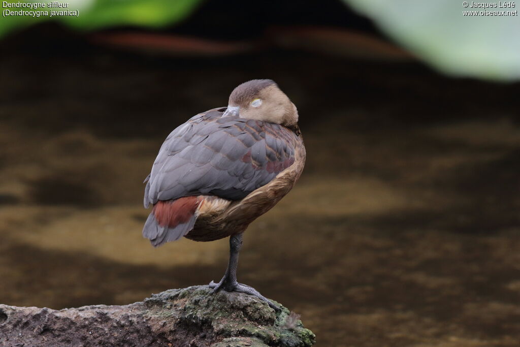 Dendrocygne siffleur