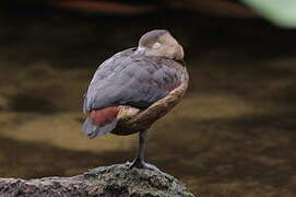 Lesser Whistling Duck