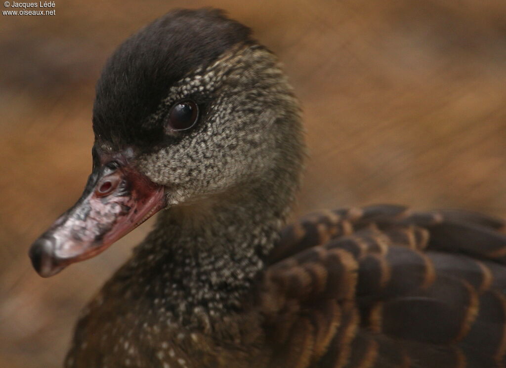 Dendrocygne tacheté