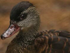 Spotted Whistling Duck