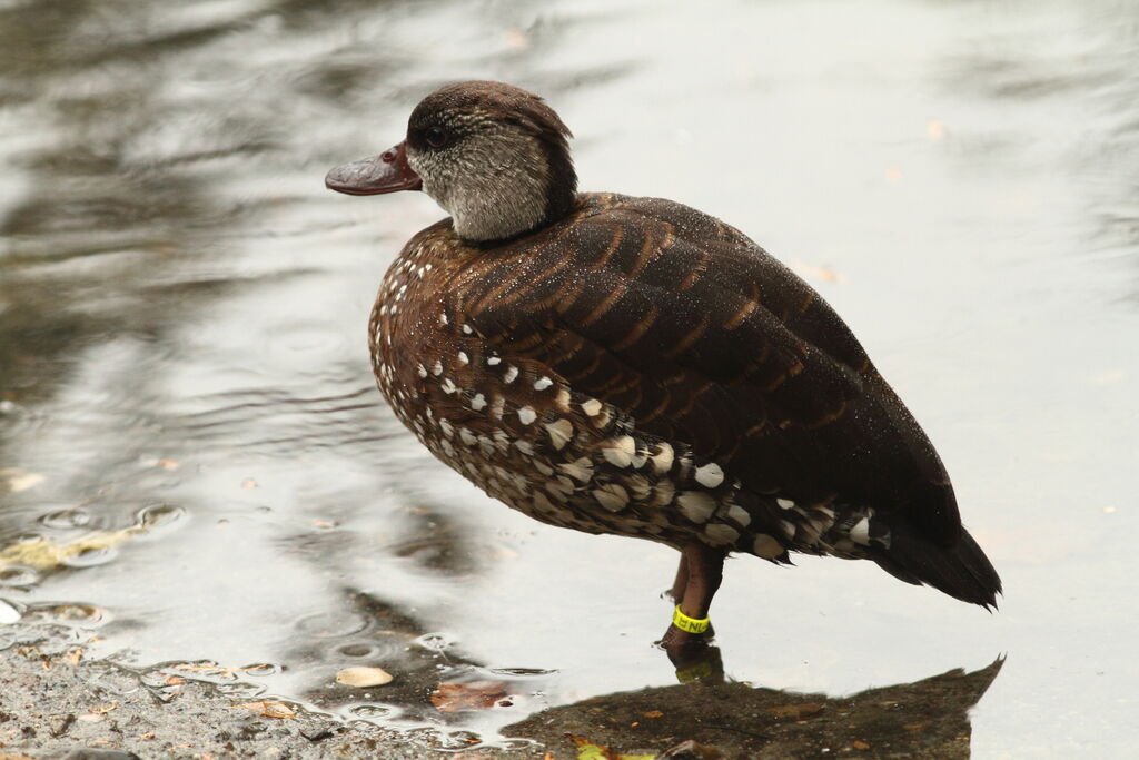 Dendrocygne tacheté