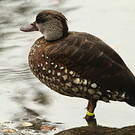 Dendrocygne tacheté