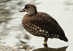 Spotted Whistling Duck