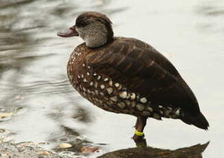 Dendrocygne tacheté