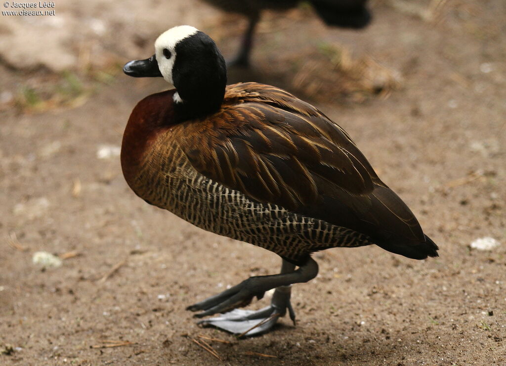 Dendrocygne veuf