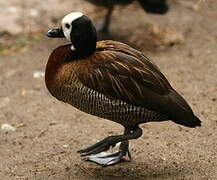 White-faced Whistling Duck