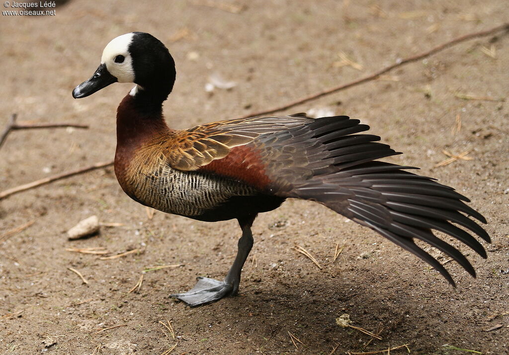 Dendrocygne veuf