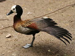 White-faced Whistling Duck