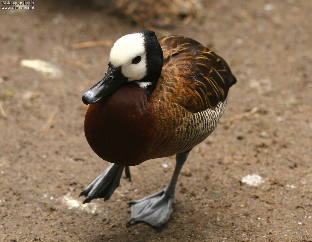 White-faced Whistling Duck