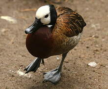 White-faced Whistling Duck