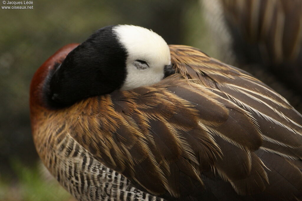 Dendrocygne veuf