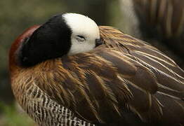 Dendrocygne veuf