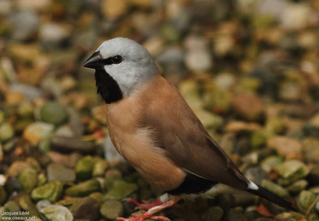 Black-throated Finchadult, identification